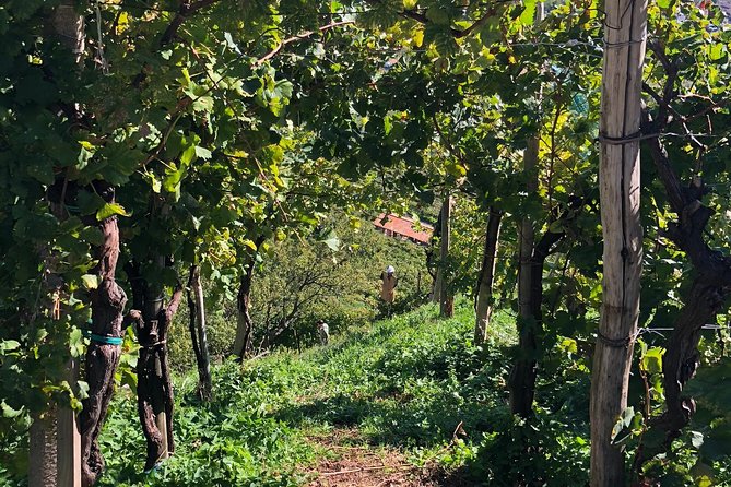 A Sparkling Day in the Prosecco Hills from Venice - Lunch at the family osteria is the heart of the day
