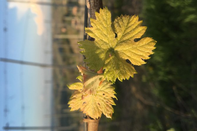 Abellonio Cascina Piccaluga - visit to the vineyards, to the wine tasting cellar - What the eco-sustainable farming talk adds