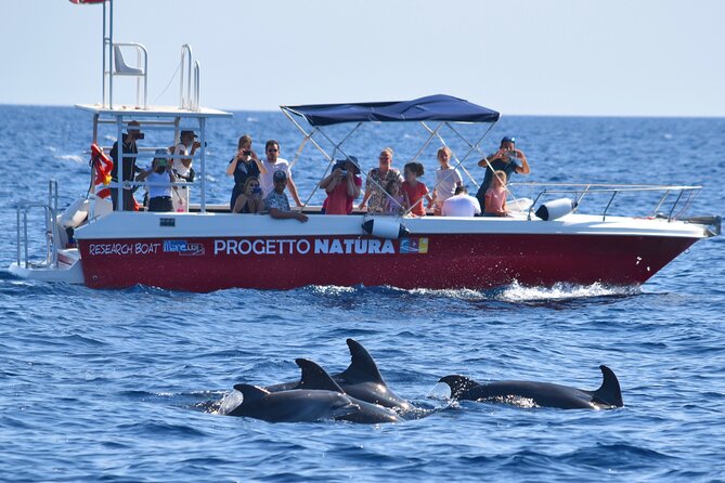 Alghero - Dolphin Watching and Guided Snorkeling (summer tour) - What the four hours feel like