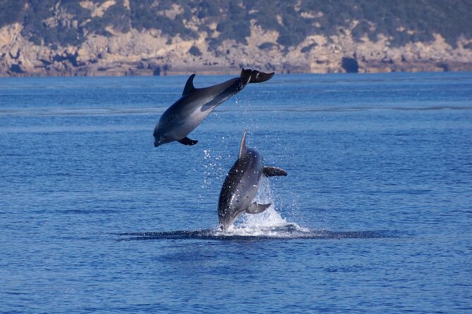 Alghero - Dolphin Watching and Guided Snorkeling (summer tour) - Who should book this experience
