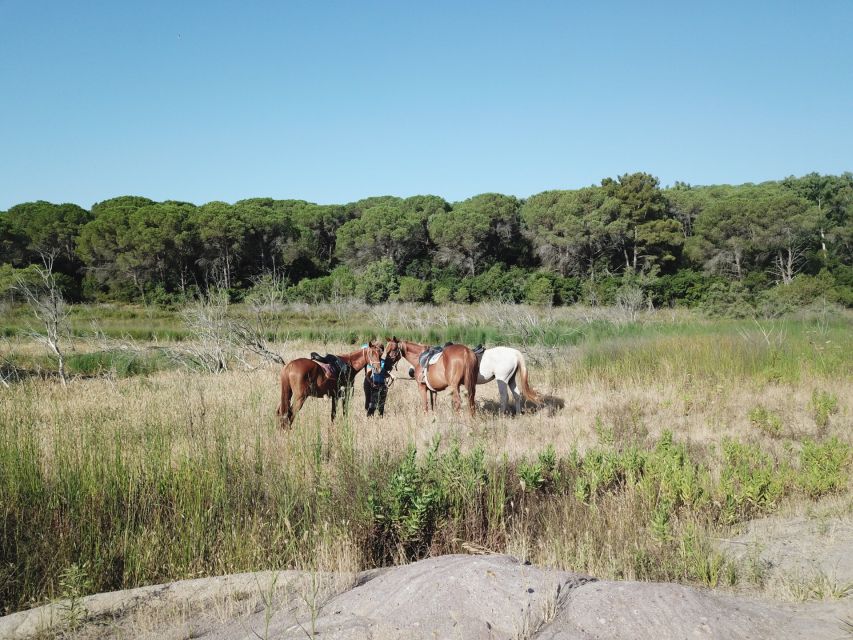 Alghero: Guided Horseback Ride at Lake Baratz & Porto Ferro - What the first-time riding experience is really like