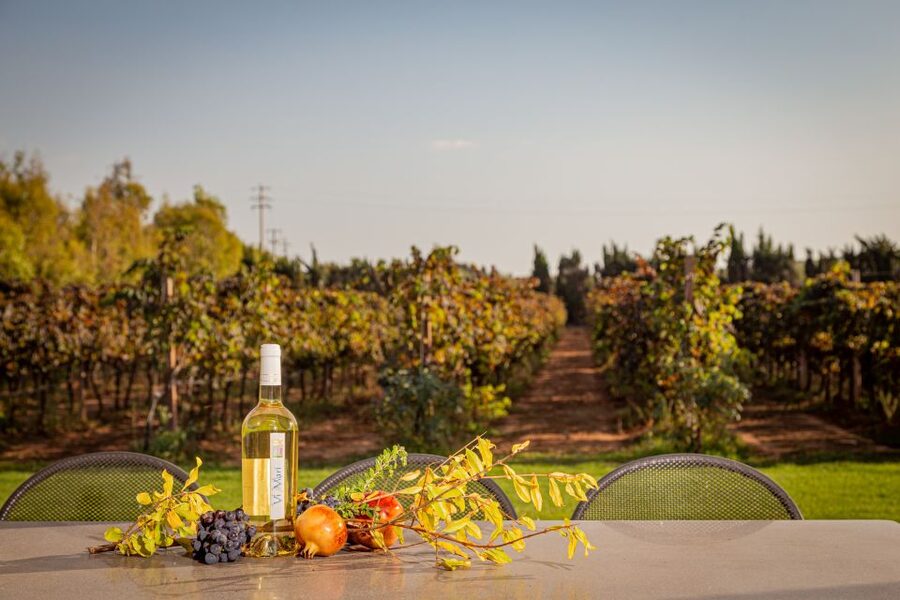 Alghero: Wine and Olive Oil Tasting at a Local Farm - Who Will Enjoy This Most?
