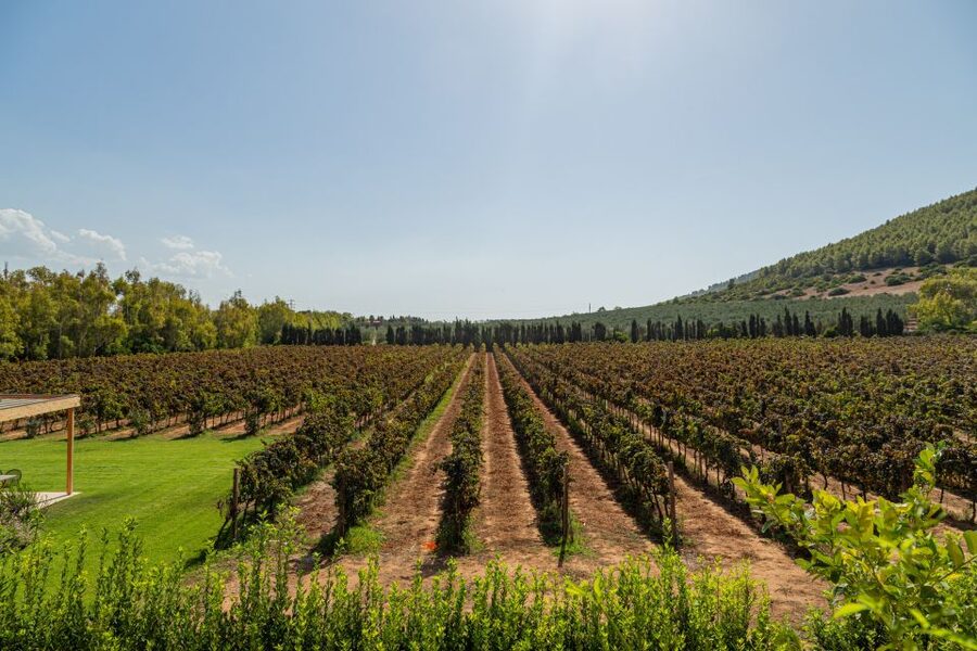 Alghero: Wine and Olive Oil Tasting at a Local Farm - Booking Details That Matter