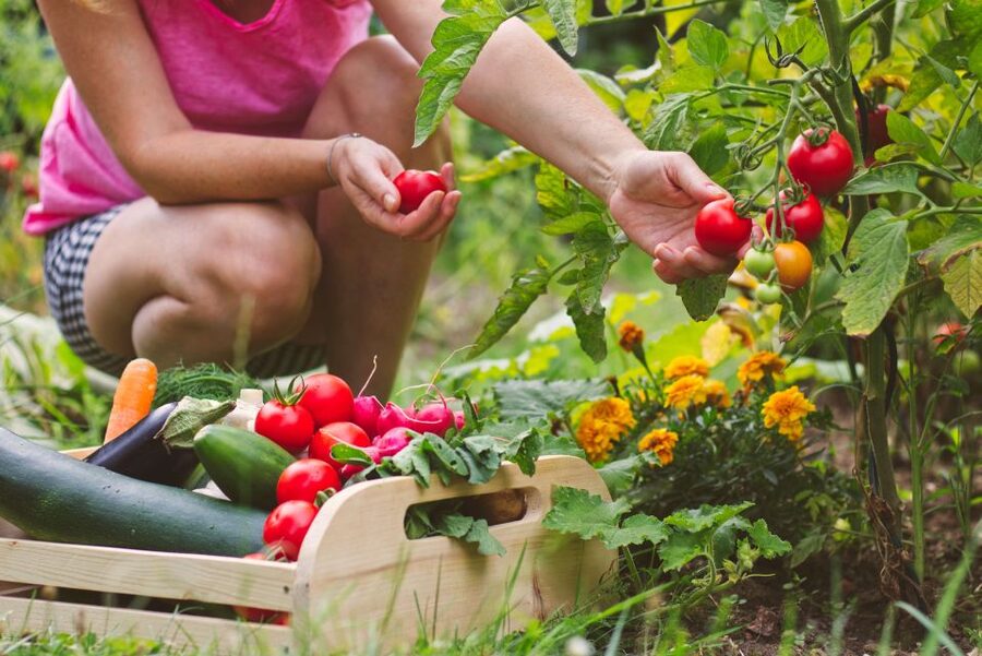 Amalfi: Cooking Class and Farmhouse Visit With Meal - A four-course meal with wine and limoncello