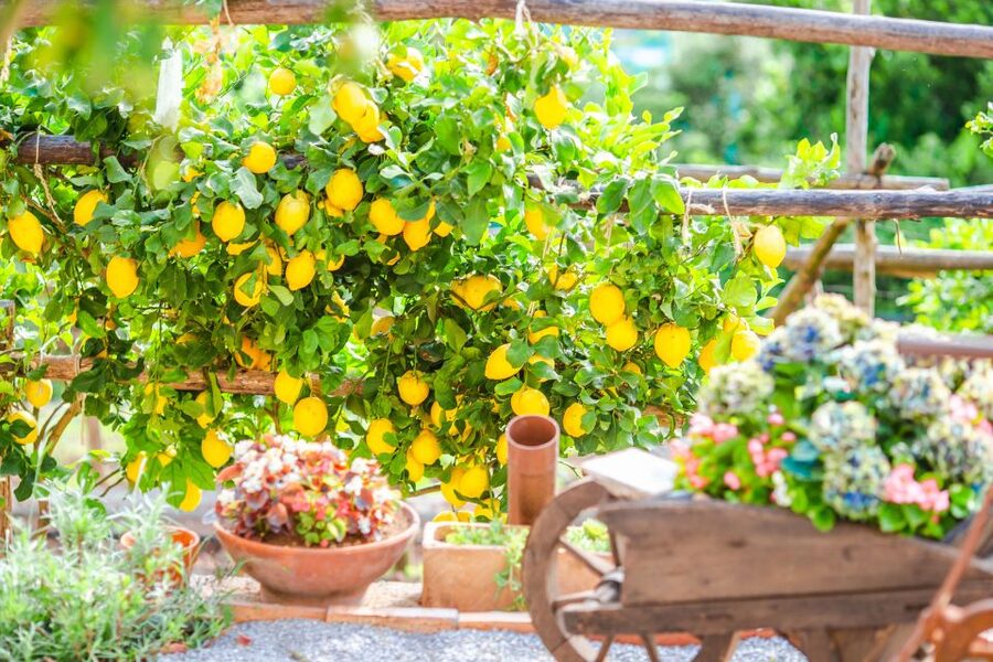 Amalfi: Cooking Class and Farmhouse Visit With Meal - Practical access, clothing, and timing advice