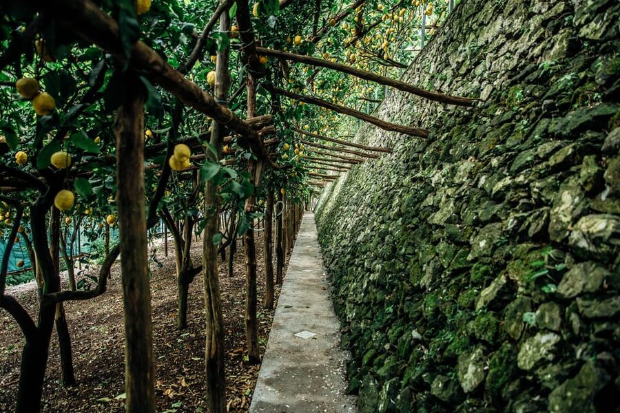 Amalfi: Vertical Lemon Farm Tour, Tastings, and Rural Museum - The rural museum and its old tools