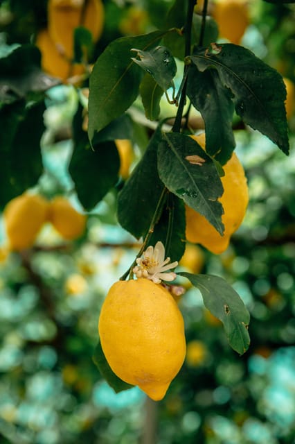 Amalfi: Vertical Lemon Farm Tour, Tastings, and Rural Museum - Finding the farm from Amalfi’s center