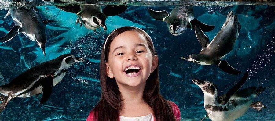 Aquarium of Cattolica Entry Ticket - Meet the penguins, otters, and turtles