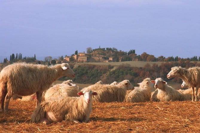 Authentic Pasta Class in Florence - What the chefs do well, and where the format can strain