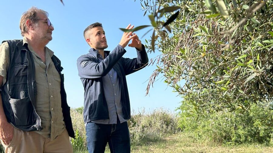 Balestrate: Olive Grove Tour with Wines & Olive Oil Tasting - Key points at a glance