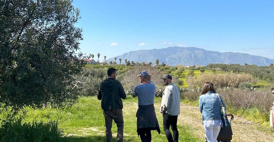 Balestrate: Olive Grove Tour with Wines & Olive Oil Tasting - A producer-led walk through the olive trees
