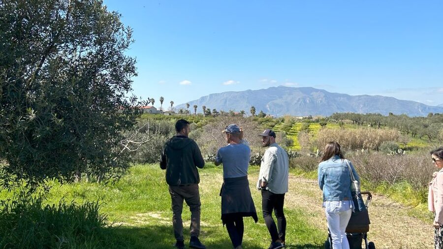Balestrate: Olive Grove Tour with Wines & Olive Oil Tasting - What you taste, and how the tasting works