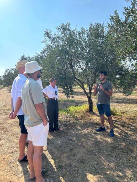 Balestrate: Olive Grove Tour with Wines & Olive Oil Tasting - When weather changes the plan