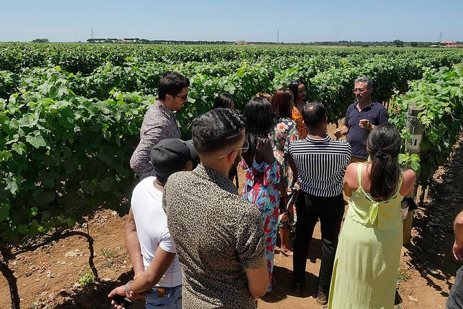 Bolgheri: Classic Wine Tasting with Winery Tour - Who should book this Bolgheri tasting?