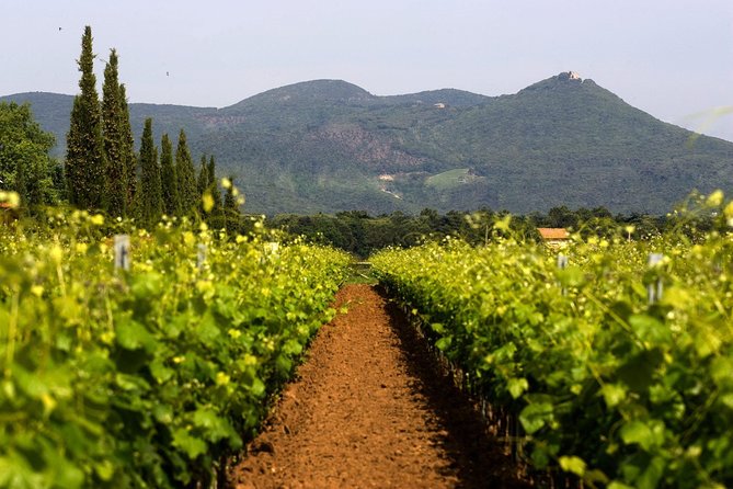 Bolgheri: Classic Wine Tasting with Winery Tour - Walking through the Bolgheri vines