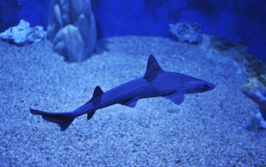 Cala Gonone: Cala Gonone Aquarium Entry Ticket - Key points to know before you go