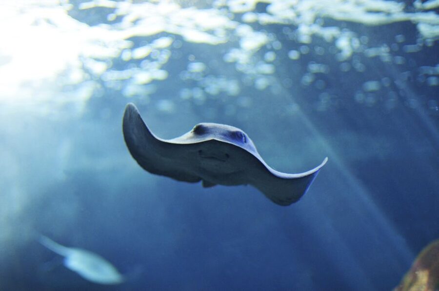Cala Gonone: Cala Gonone Aquarium Entry Ticket - Why Cala Gonone Aquarium is worth your time