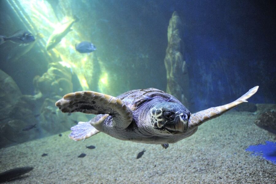 Cala Gonone: Cala Gonone Aquarium Entry Ticket - The 24-tank route and its Mediterranean focus