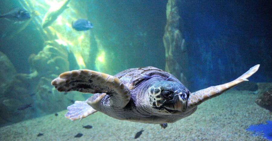 Cala Gonone: Cala Gonone Aquarium Entry Ticket - Entering the modern aquarium in Cala Gonone
