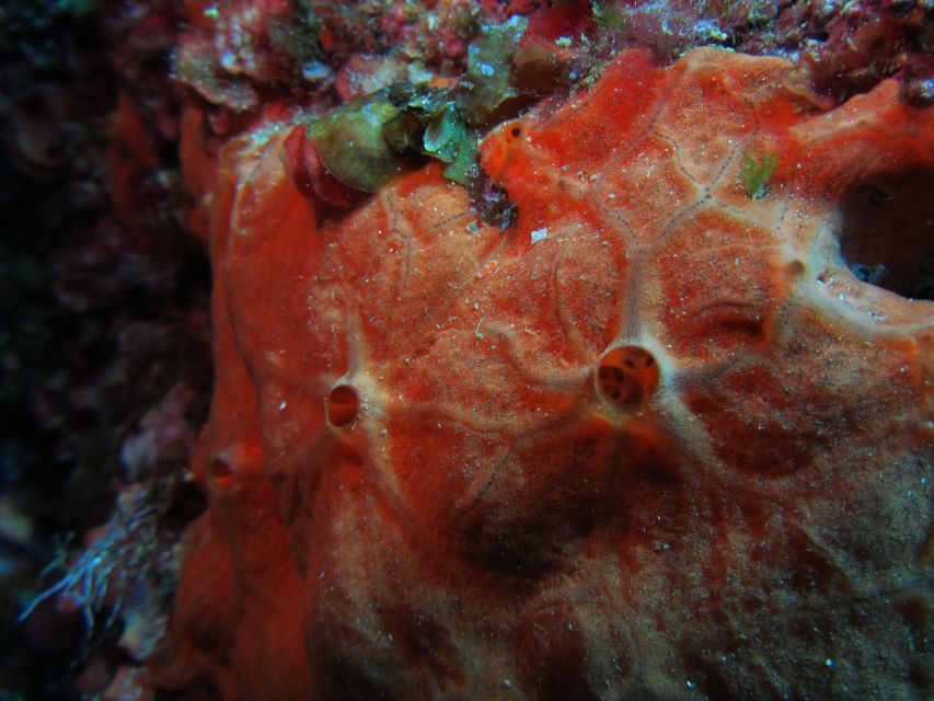Catania: Gulf Scuba Diving Tour with Marine Biologist - Practical advice for a smoother morning or afternoon