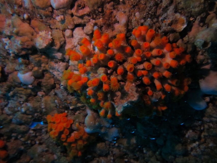 Catania: Gulf Scuba Diving Tour with Marine Biologist - Looking for fish, octopus, and small sea life