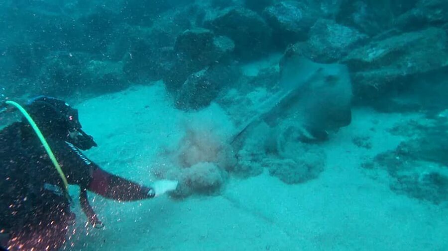 Catania: Gulf Scuba Diving Tour with Marine Biologist - Is $82 a fair price?