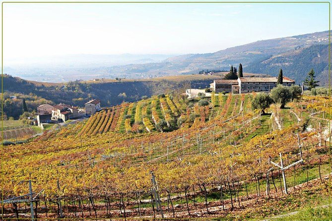 Discover Valpolicella Vineyards and Wine Tasting Experience - Is $84.69 good value?