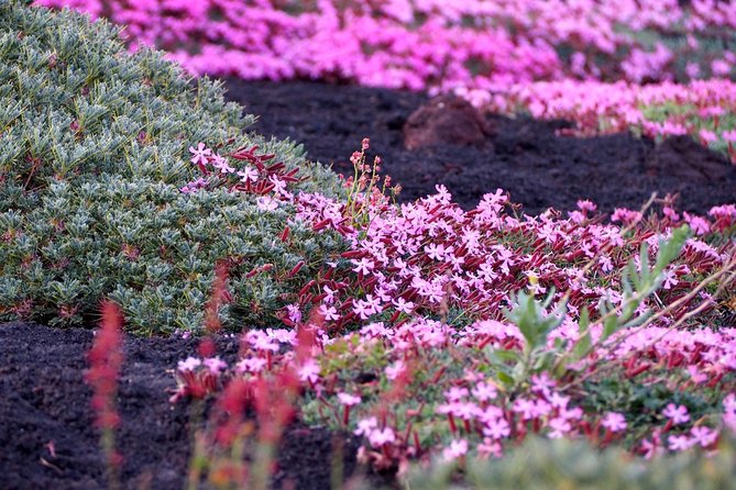 Etna Tour in 4x4 - Walking the Side Craters at 2,000 Meters