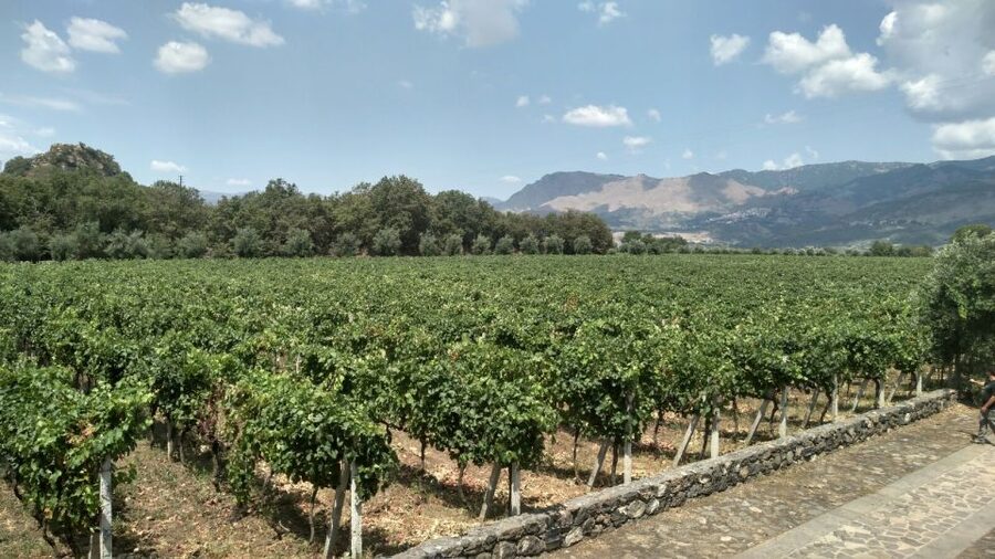 Etna: Wine Tasting and Food Tour - Why Etna wine is worth a full day