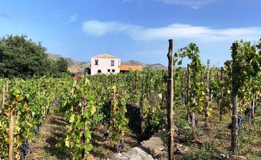 Etna: Wine Tasting and Food Tour - The first winery: wine education without the lecture hall