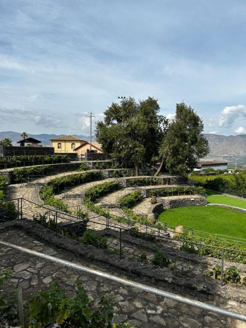 Etna: Wine Tasting and Food Tour - What the $129.14 price gets you