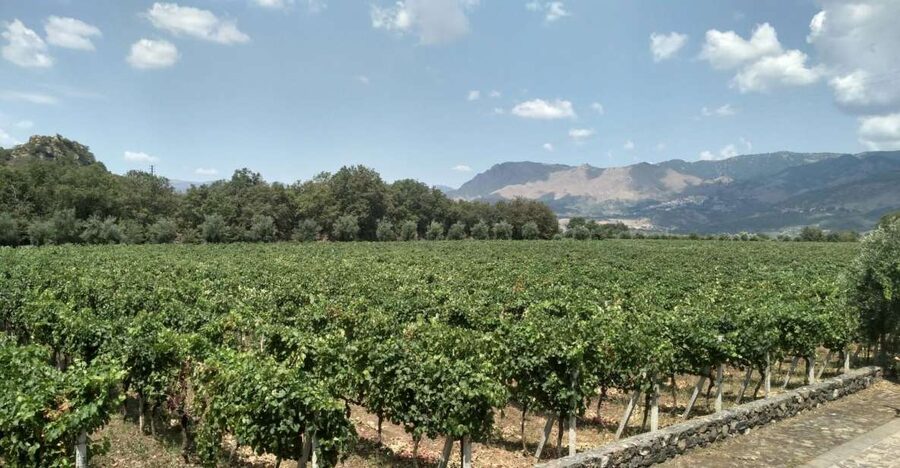 Etna: Wine Tasting and Food Tour - Zafferana Etnea and the taste of local honey