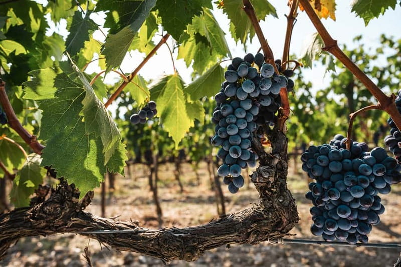 Florence: Chianti Vineyards Tour with Wine Tasting & Dinner - Group size, languages, and the evening pace