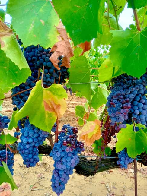 Florence: Countryside Tour with Wine Tasting & Pasta Class - Is $71 good value?