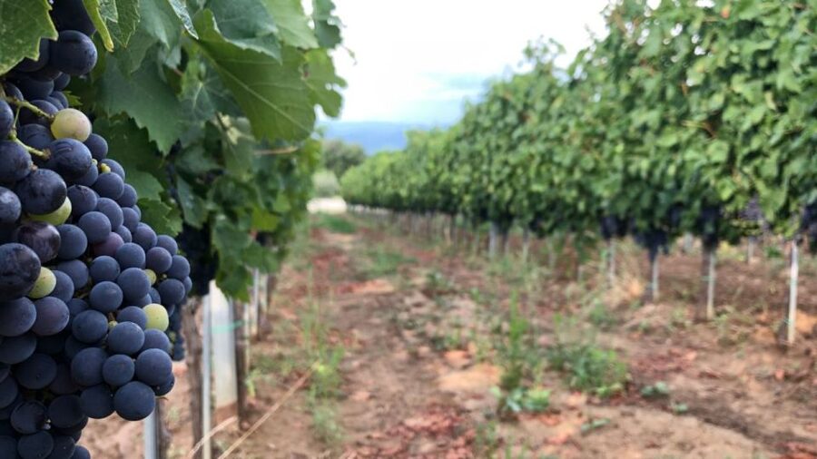 Frascati Wine Road from Rome: Tasting & Lunch - Timing, train details, and what to bring