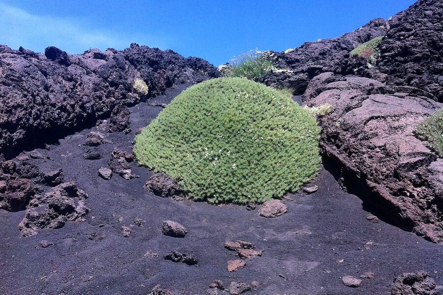 From Catania: Mount Etna Half-Day Tour and Wine Experience - Key points at a glance