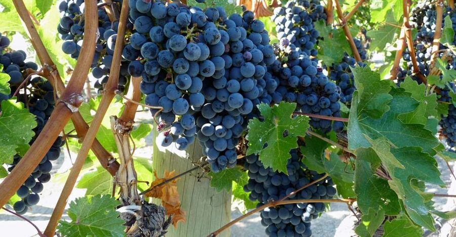 From Catania: Mount Etna Half-Day Tour and Wine Experience - Why this Etna day works so well