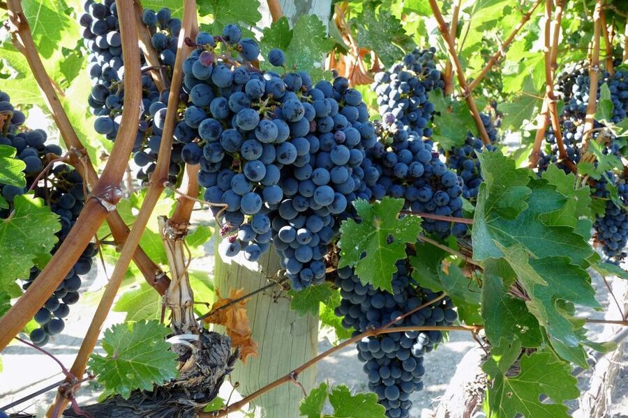 From Catania: Mount Etna Half-Day Tour and Wine Experience - Pickup from Catania and the ride uphill