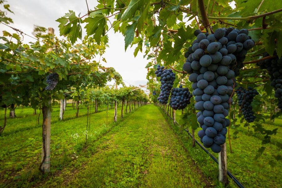 From Florence: Chianti Wine Tour with Tasting - Between the Estates: A Short Ride Through Tuscany