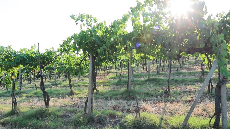 From Florence: Chianti Wine Tour with Tastings - Wine, food, and how much you actually get