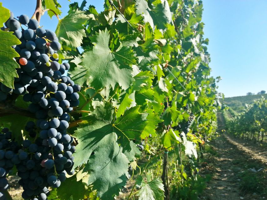 From Florence: Chianti Wine Tour with Tastings - Transport, timing, and the real value of $62.63