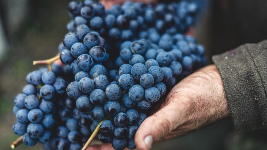From Florence: Private Chianti Hills Tour with Tasting - Different wineries mean different moods