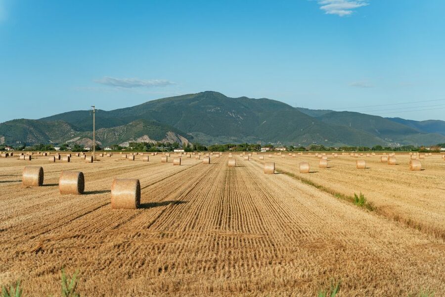 From Florence: Siena, San Gimignano, Pisa & Lunch at Winery - What the 12-hour length means for you