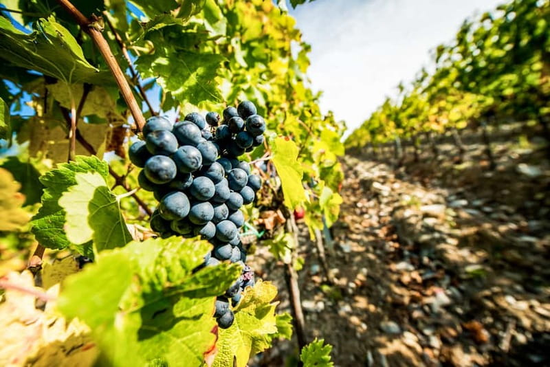 From Florence: Tuscany Wine & Food Tour with Guide - The hilltop estate and the main meal