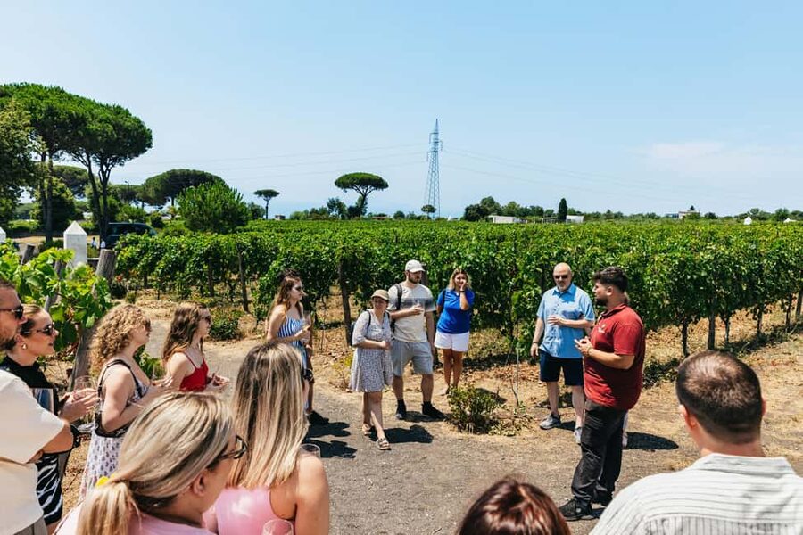 From Naples: Wine Tasting Tour on Vesuvius Slopes with Lunch - Guides, drivers, and group size