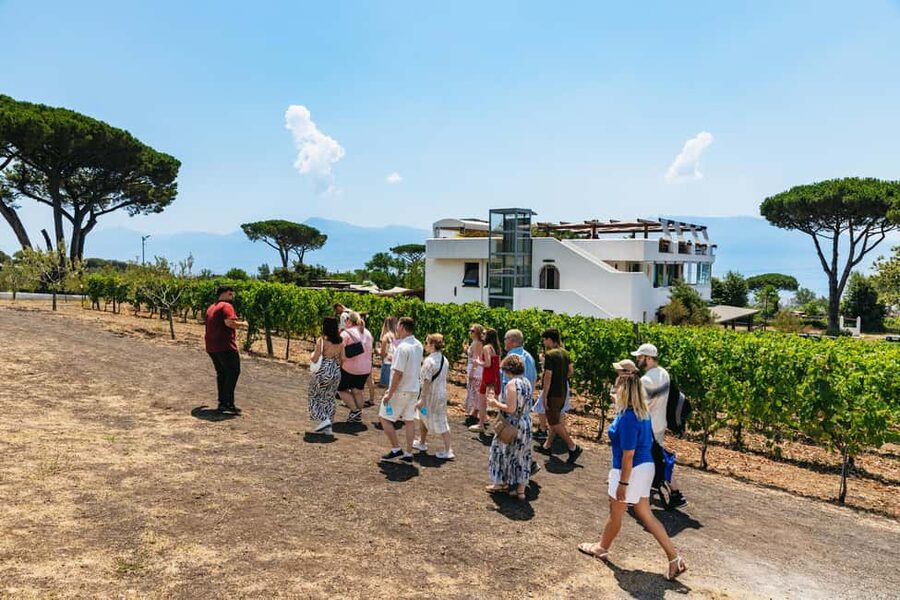 From Naples: Wine Tasting Tour on Vesuvius Slopes with Lunch - Value, timing, and small drawbacks