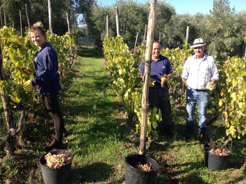From Rome: Half-Day Frascati Wine Tour with Farmhouse Lunch - Why Frascati makes a smart break from Rome