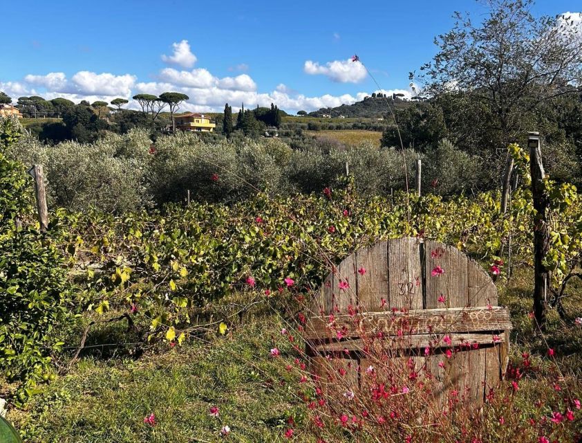 From Rome: Half-Day Frascati Wine Tour with Farmhouse Lunch - Meeting at Frascati station