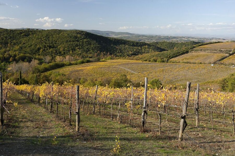 From Siena: Brunello di Montalcino Guided Wine Tour W/ Lunch - Sant’Antimo Abbey and the quieter side of Tuscany