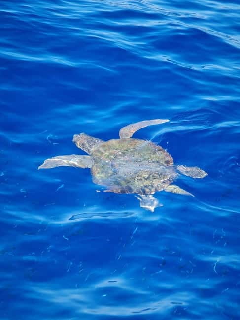 From Sorrento: Capri Boat Tour with Blue Grotto Visit - Three Hours to Explore Capri